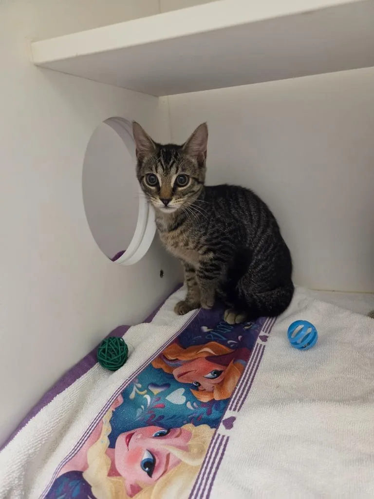 A baby small-sized male Domestic Short Hair cat named Chipper for adoption in Oxford, NC