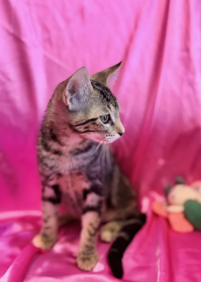 A baby medium-sized female Domestic Short Hair cat named Jenny for adoption in Rowland Heights, CA