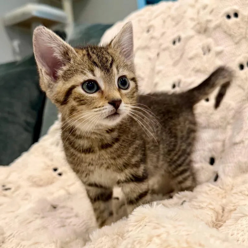 A baby small-sized female Brown / Chocolate Domestic Short Hair cat named Rose for adoption in Evansville, IN