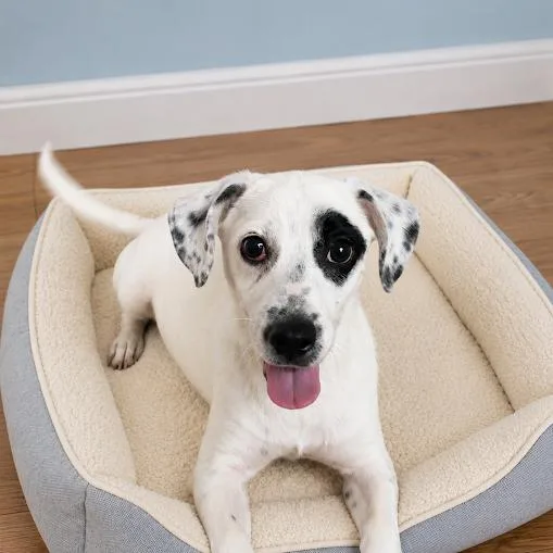 A baby small-sized male White / Cream Chihuahua dog named Patches for adoption in Sonoma, CA