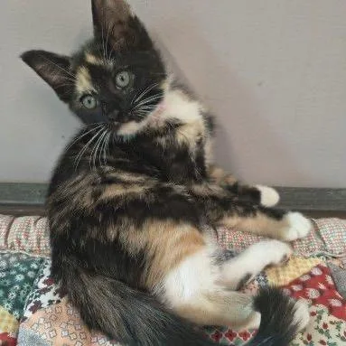 A baby small-sized female Tortoiseshell Domestic Short Hair cat named Apple for adoption in Buffalo, MN