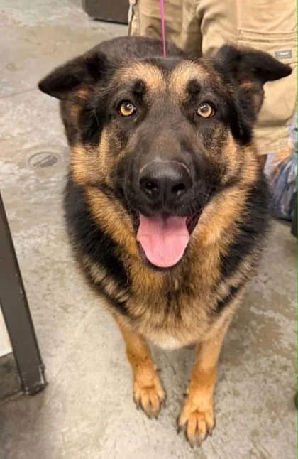 An adult extra large-sized male German Shepherd Dog dog named Shadow for adoption in Bowling Green, KY