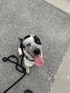 A young medium-sized male Australian Cattle Dog / Blue Heeler dog named Doc for adoption in Lees Summit, MO