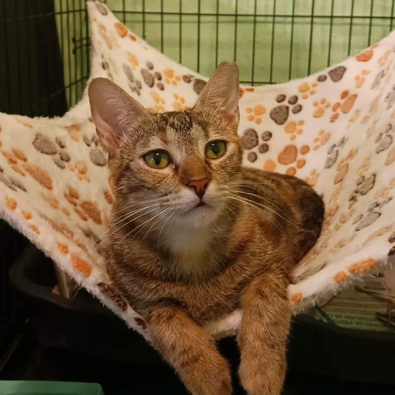 Lulu