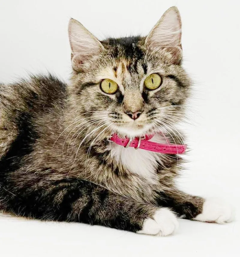 A young medium-sized female Tabby (Brown / Chocolate) Maine Coon cat named Crystal is amazing for adoption in Bedford Hills, NY
