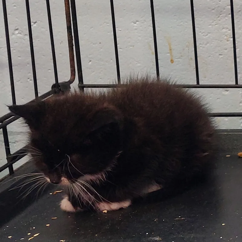 A baby medium-sized male Black & White / Tuxedo Domestic Short Hair cat named Beans for adoption in Rehoboth, MA