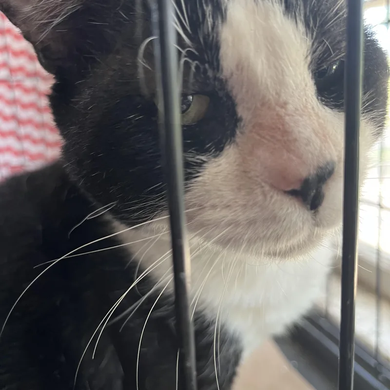 A young large-sized male Black & White / Tuxedo Tuxedo cat named Teddy Bear for adoption in Hammond, LA