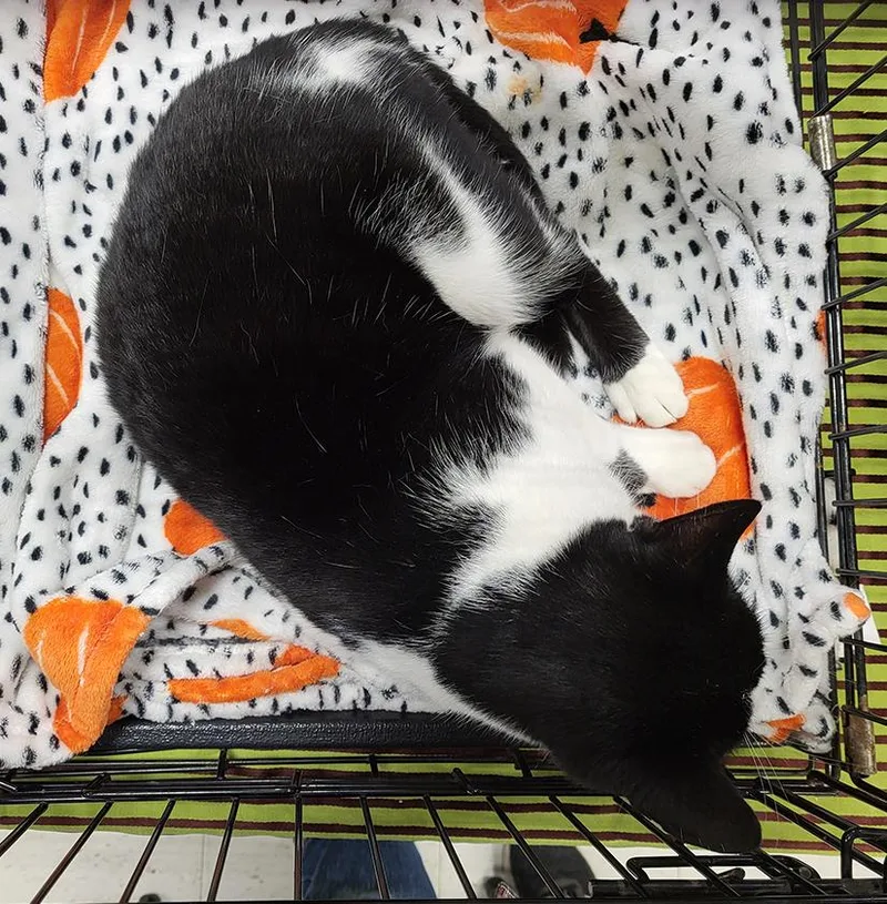 Turbo Tux thumbnail 2