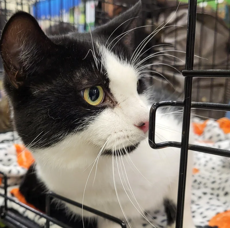 Turbo Tux thumbnail 3