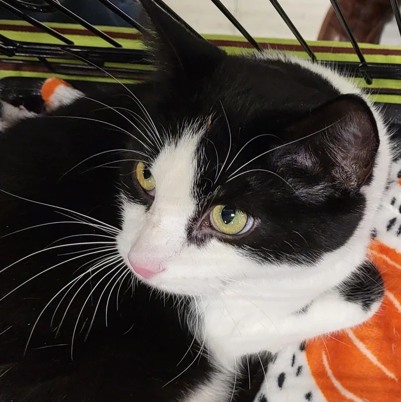 Turbo Tux thumbnail 5