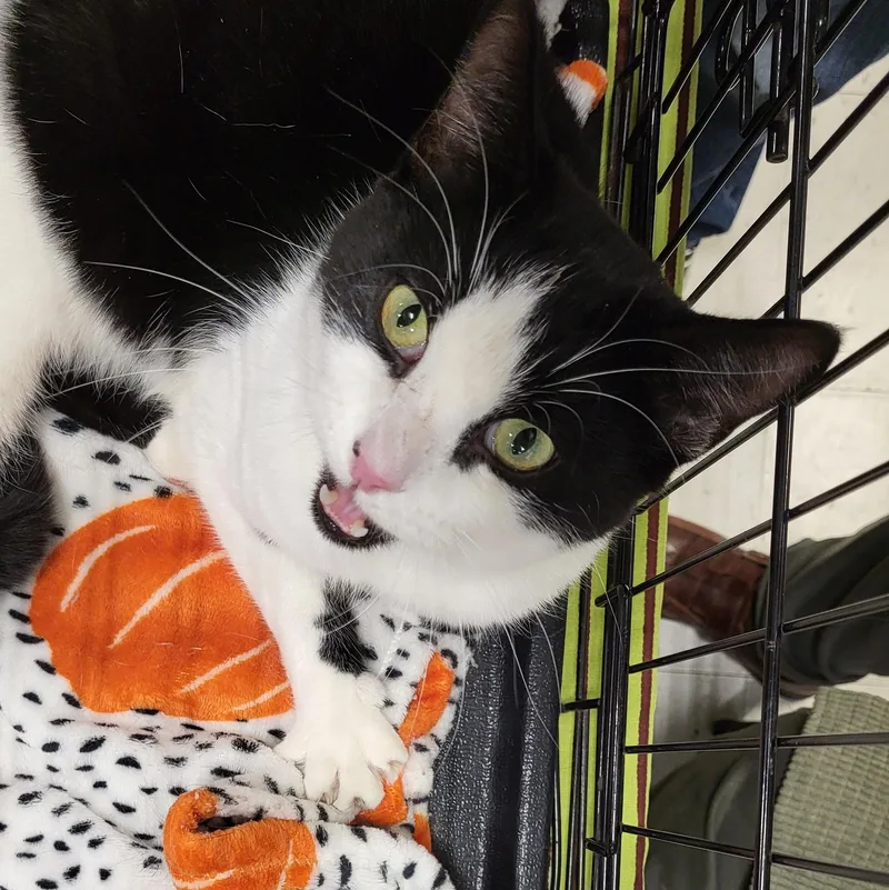 Turbo Tux thumbnail 6