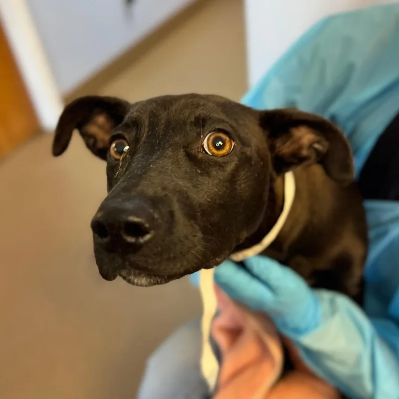 A baby large-sized female Black Mixed Breed dog named Gemma for adoption in Hendersonville, NC