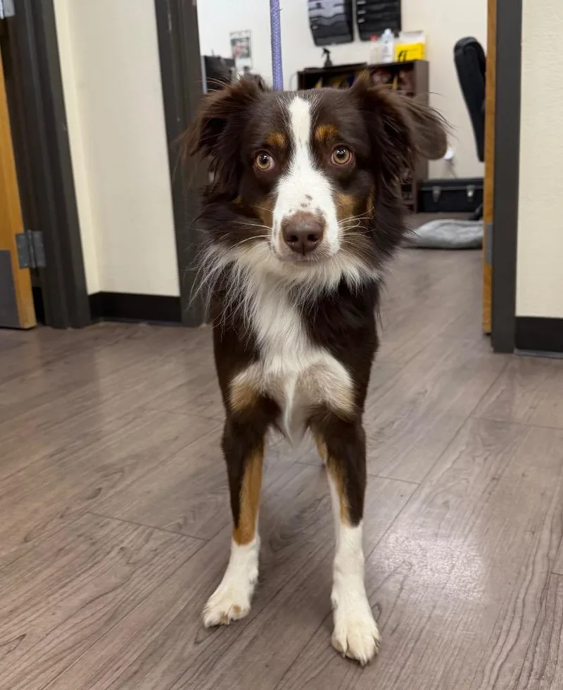 A young medium-sized male Australian Shepherd dog named Bandit for adoption in Gillette, WY