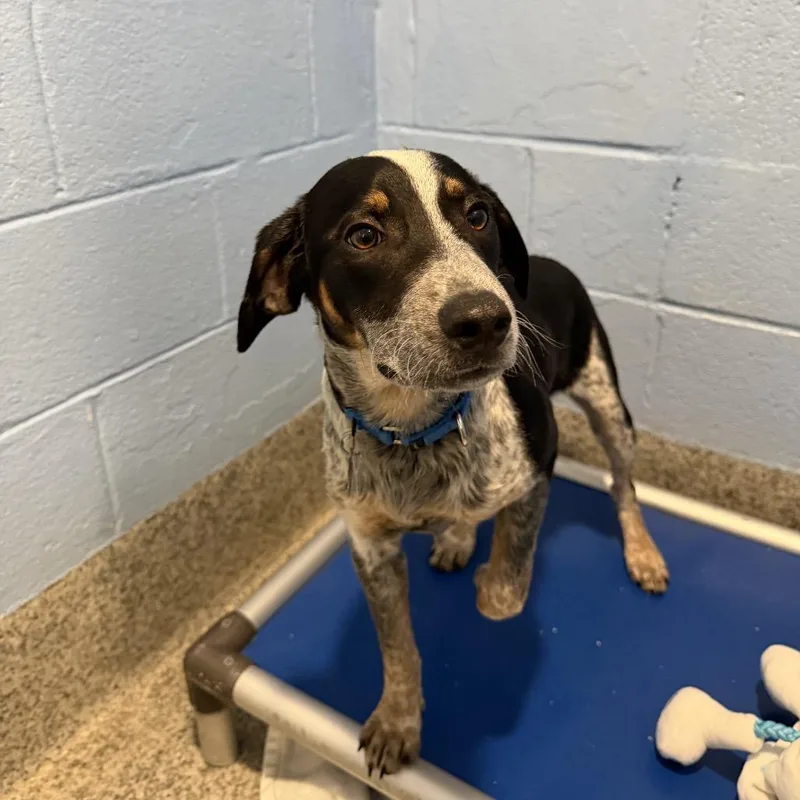 A baby medium-sized male Black Beagle dog named Goldie Pup: Wyatt for adoption in Falls Church, VA