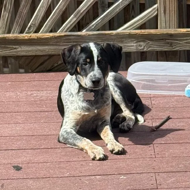 Goldie Pup: Wyatt thumbnail 2