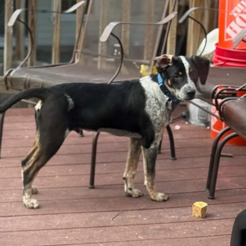 Goldie Pup: Wyatt thumbnail 3