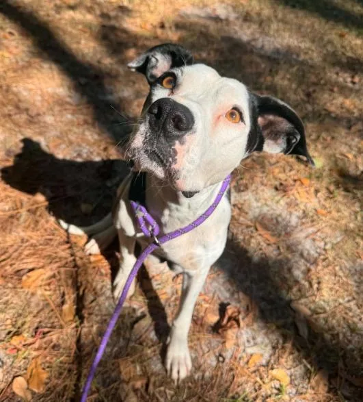 An adult medium-sized female Mixed Breed dog named Holly for adoption in Eutawville, SC
