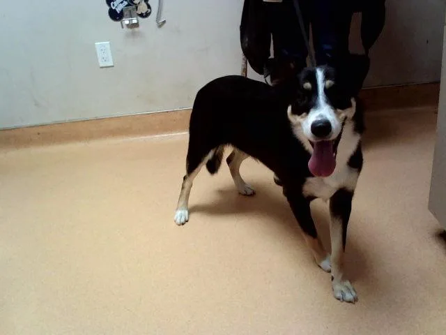 A young small-sized female Collie dog named Tara for adoption in Martinez, CA