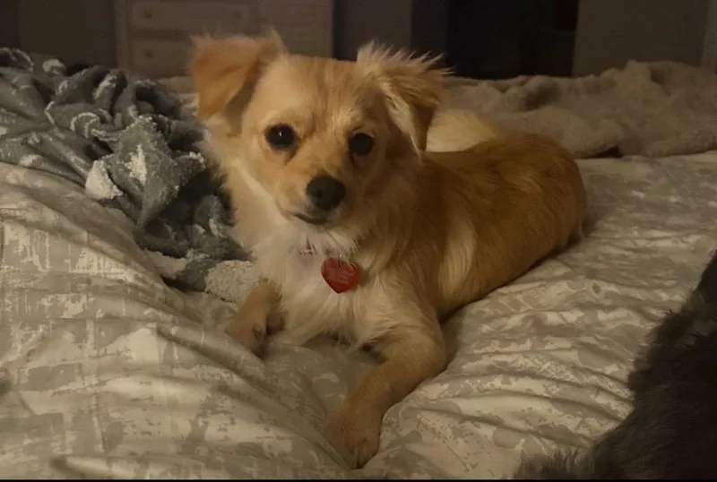 An adult small-sized male Golden Pomeranian dog named Honey for adoption in Shingle Springs, CA