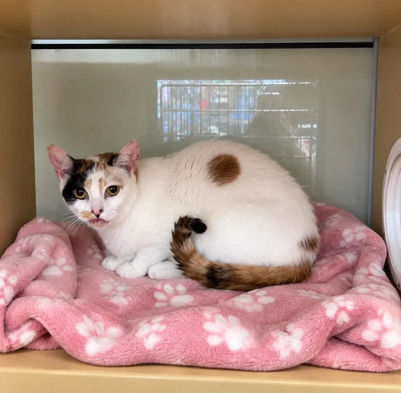 An adult medium-sized female Domestic Short Hair cat named Crumbel for adoption in Fort Lupton, CO