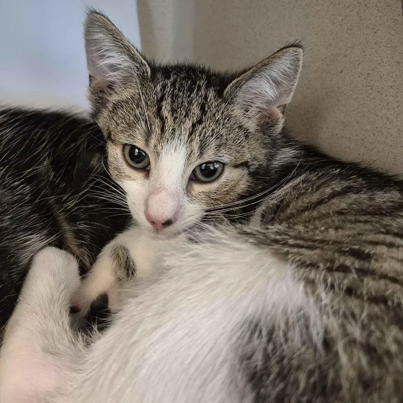 A baby small-sized male Brown / Chocolate Domestic Short Hair cat named Thistle for adoption in Gloucester, VA