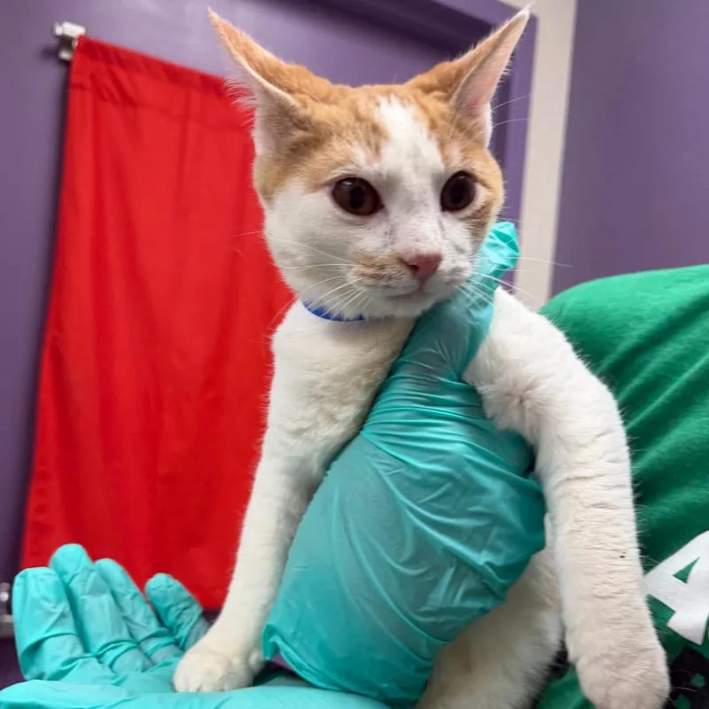 A baby small-sized male Orange / Red Domestic Short Hair cat named Stray Holdgravy for adoption in Albuquerque, NM