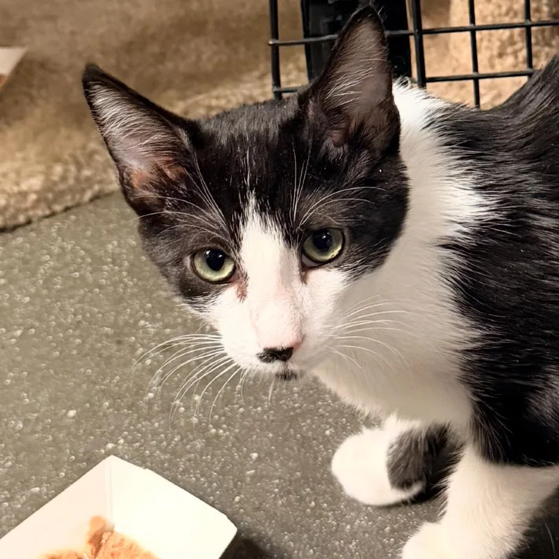 A baby small-sized female White Domestic Short Hair cat named Yin for adoption in Hemet, CA