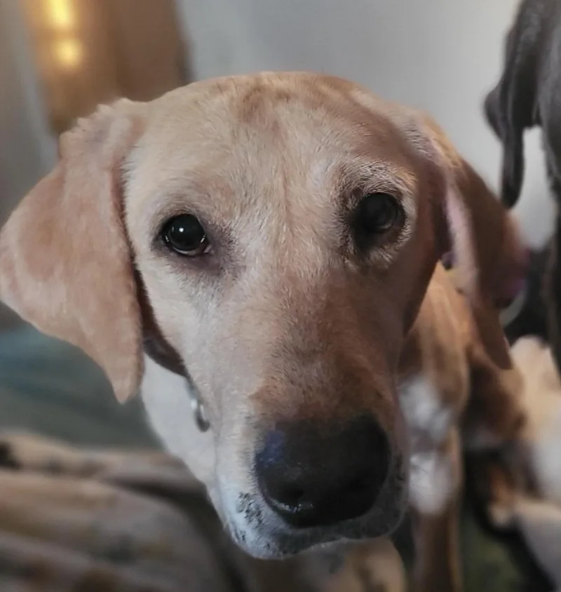 An adult medium-sized female Yellow Labrador Retriever dog named Jasmine D for adoption in Princeton, MN