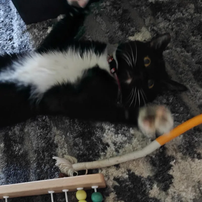 A young medium-sized male Black & White / Tuxedo Domestic Short Hair cat named Gelato for adoption in Portland, OR