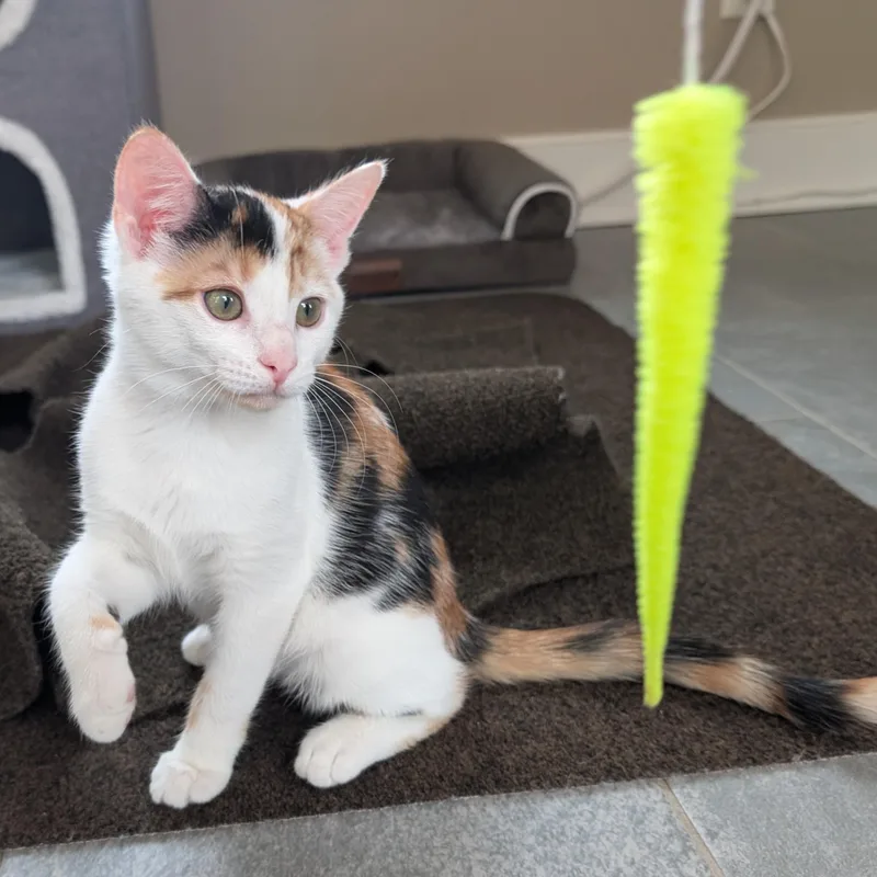 A baby small-sized female Calico Domestic Short Hair cat named Tai Chi for adoption in Richmond, VA