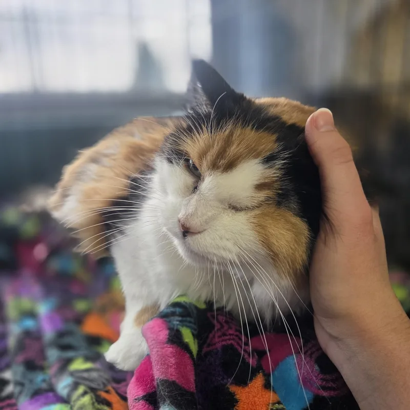 A senior large-sized female Calico Domestic Long Hair cat named Crooks for adoption in Brookings, SD