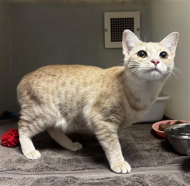 A young small-sized male Domestic Medium Hair cat named Sunny for adoption in Statesville, NC