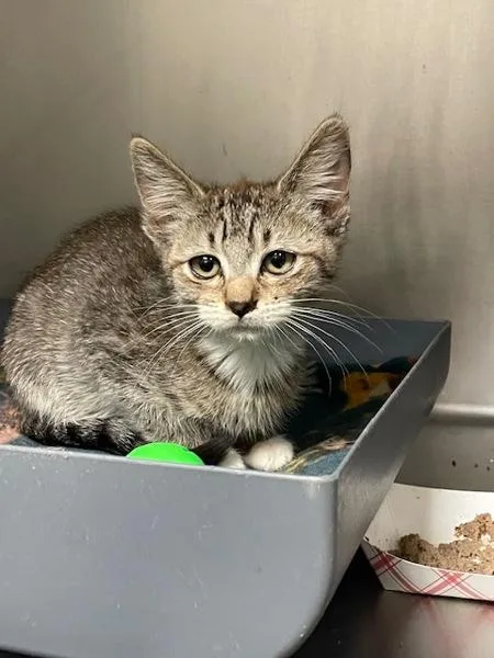 A baby small-sized female Domestic Short Hair cat named Honey Butter for adoption in Vancouver, WA