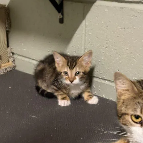 A baby small-sized female Tabby (Brown / Chocolate) Domestic Short Hair cat named Tinga for adoption in Toms River, NJ