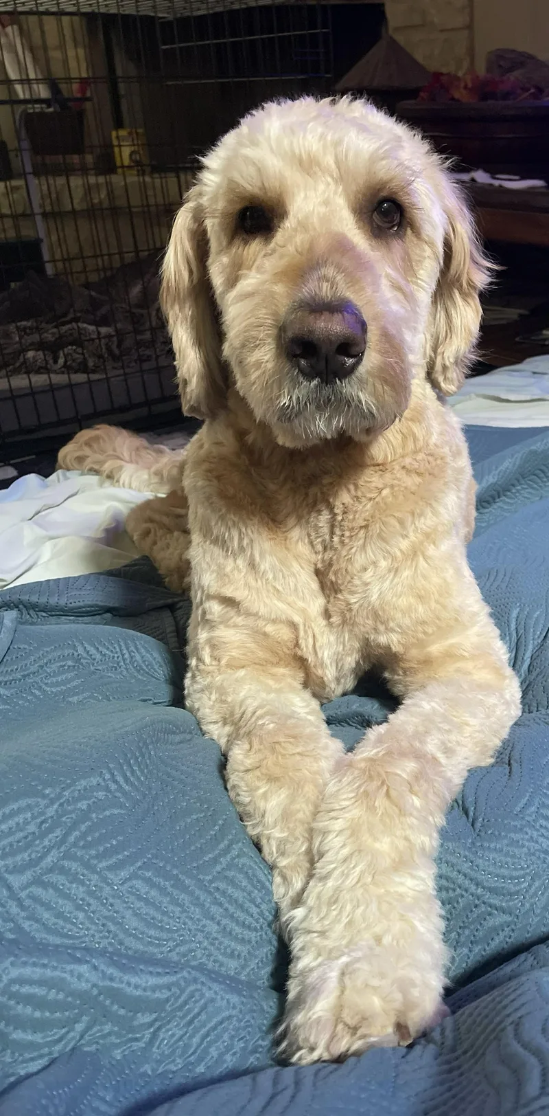 An adult large-sized male Goldendoodle dog named Biskit for adoption in Garland, TX