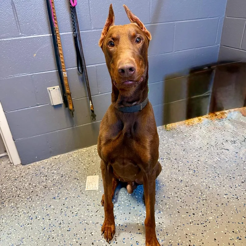 An adult large-sized male Brown / Chocolate Doberman Pinscher dog named Tuscstray for adoption in Tuscaloosa, AL