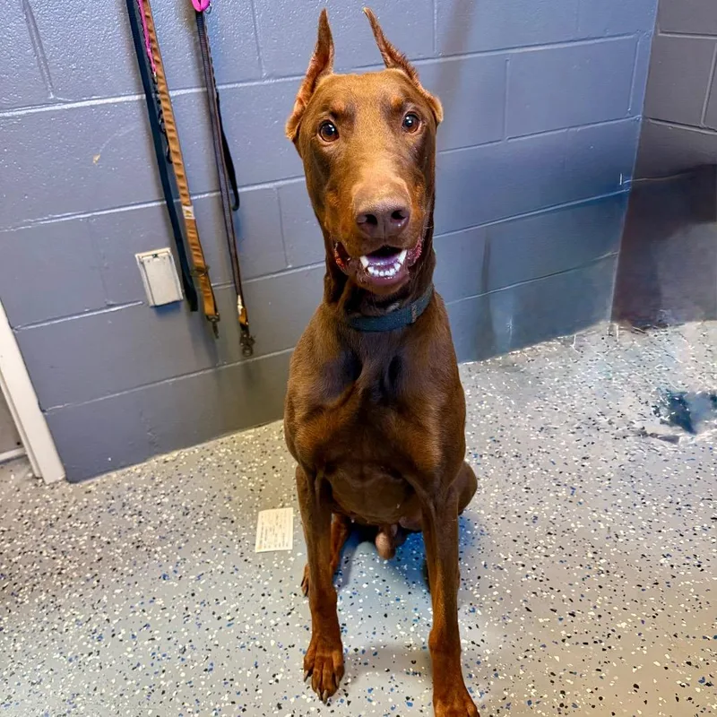 Tuscstray thumbnail 2