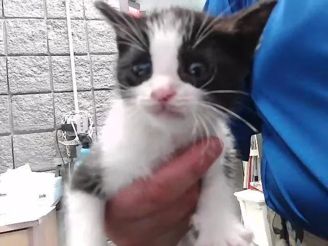 A baby small-sized male Domestic Short Hair cat named Tajin for adoption in Tulsa, OK