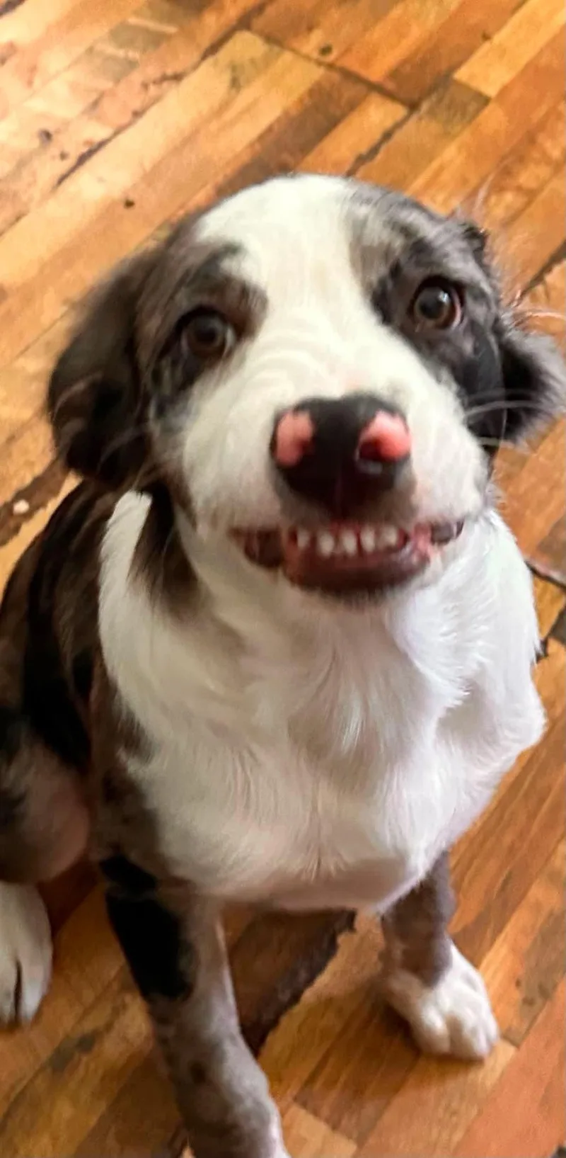 A baby medium-sized male Merle (Blue) Australian Shepherd dog named Possum for adoption in Watertown, CT