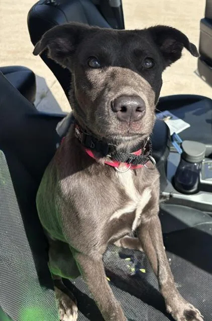 A young medium-sized female Pit Bull Terrier dog named Dandi for adoption in Kansas City, MO