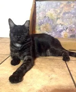 An adult medium-sized female Black Domestic Short Hair cat named Baby Shrimp for adoption in Chandler, AZ