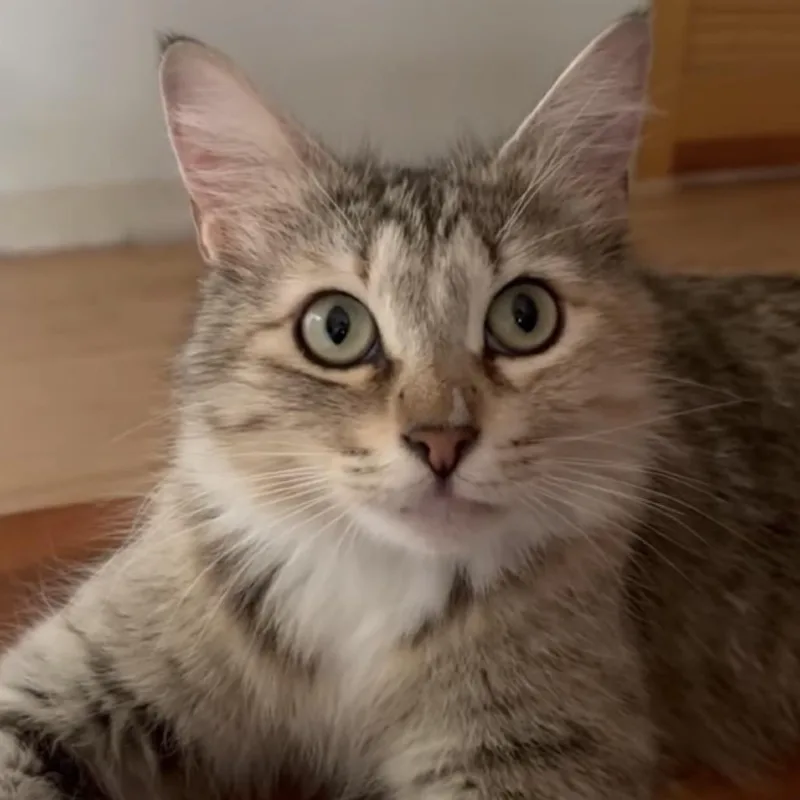 An adult small-sized female Gray / Blue / Silver Domestic Medium Hair cat named Whimsy for adoption in Tustin, CA