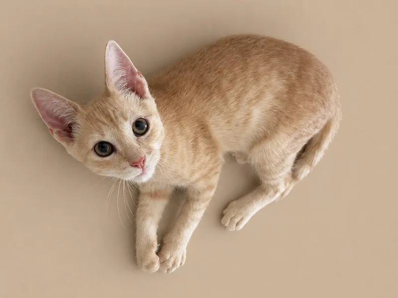 A baby small-sized male Buff / Tan / Fawn Tabby cat named Flare for adoption in Arlington, TX