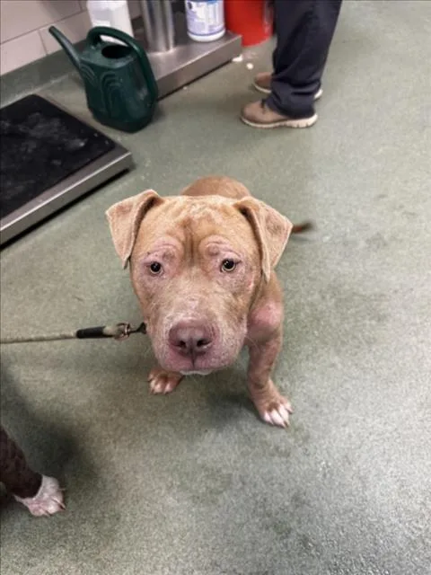 A young large-sized female Mixed Breed dog named Lady Cassandra for adoption in Santa Fe, NM
