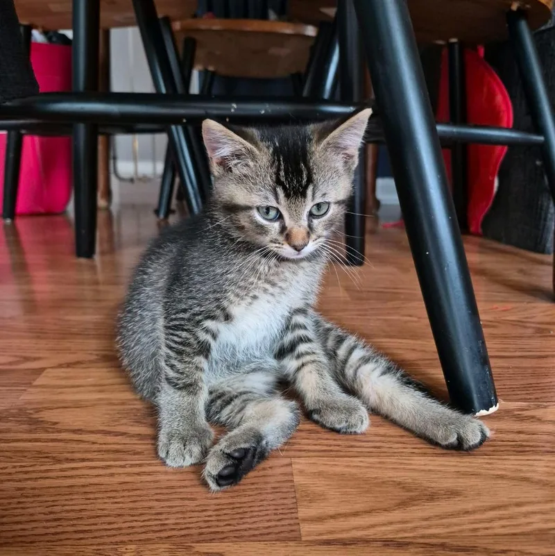 A baby medium-sized male Domestic Short Hair cat named August for adoption in Johnson City, TN