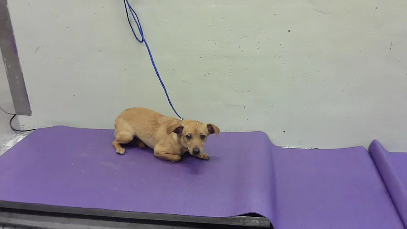 A young small-sized female Chihuahua dog named Chiquis for adoption in Houston, TX