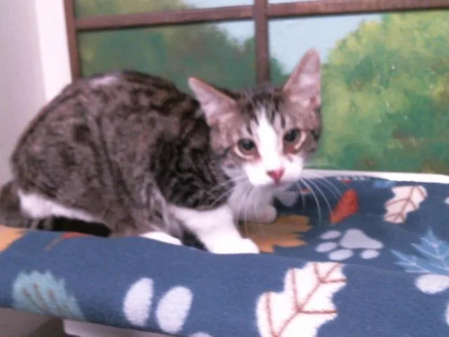 A young small-sized female Domestic Short Hair cat named Chala for adoption in Houston, TX