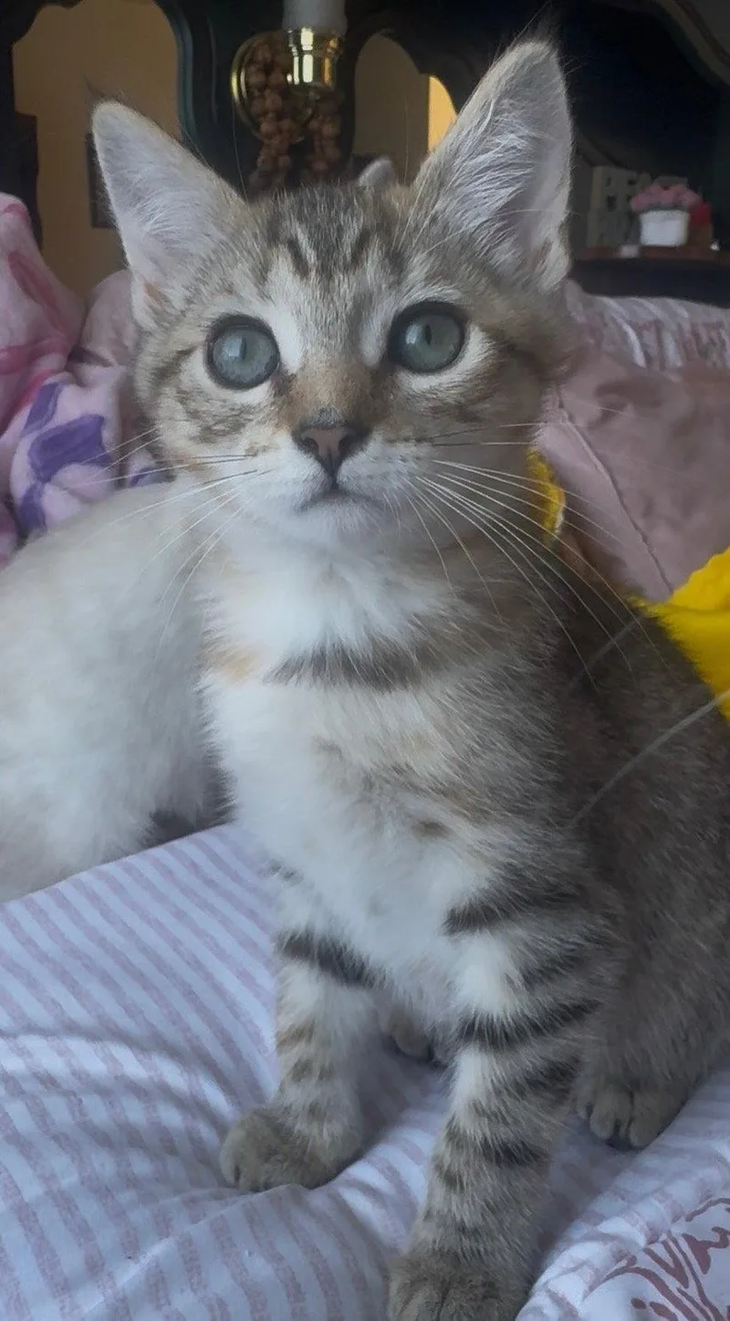 A baby medium-sized male Tabby cat named Oliver & Amelia for adoption in San Luis Obispo, CA