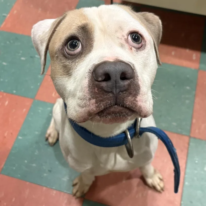 An adult medium-sized male White / Cream Mixed Breed dog named Frank for adoption in South Burlington, VT