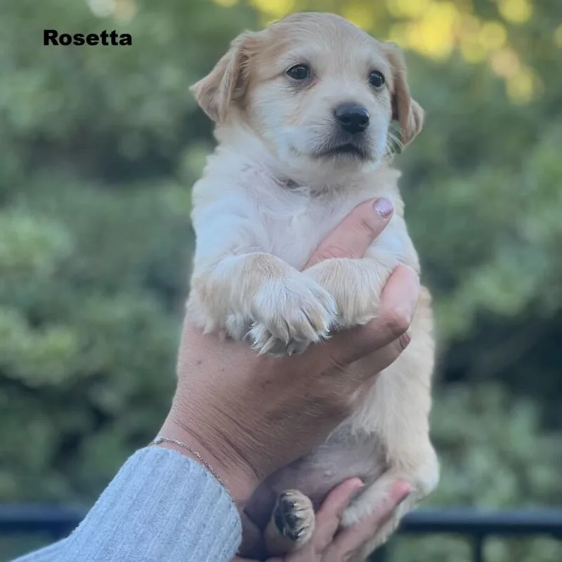 Rosetta
